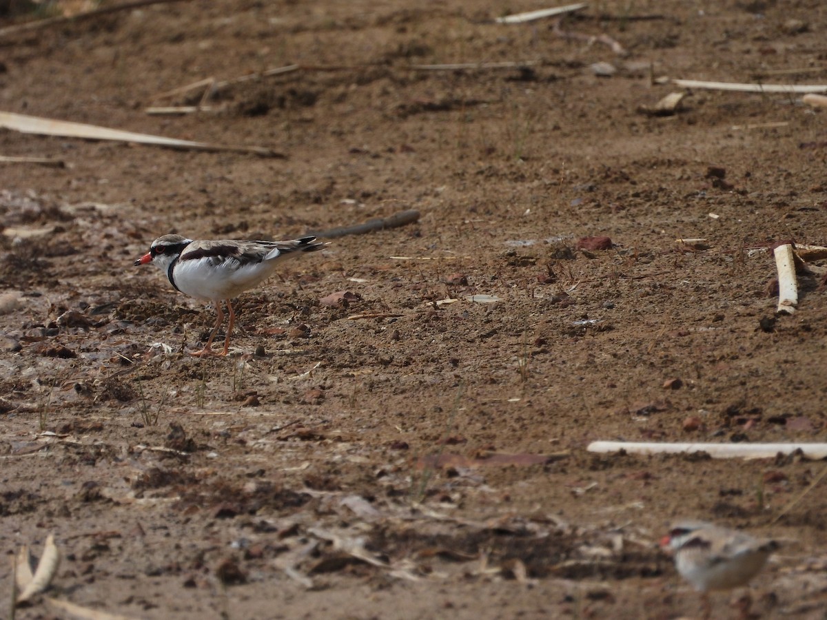 Black-fronted Dotterel - ML647400901