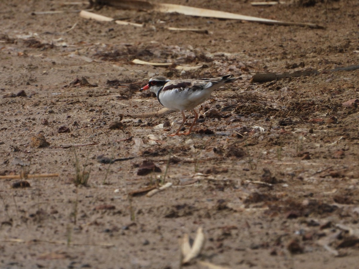 Black-fronted Dotterel - ML647400902
