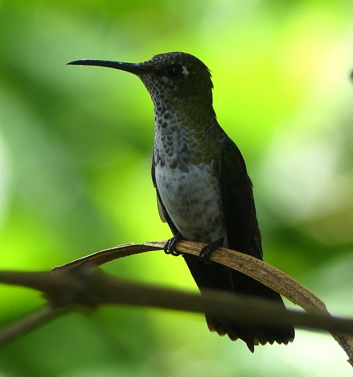 kolibřík kropenatý - ML647400906