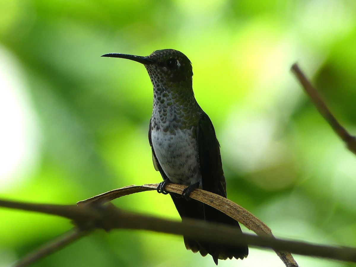 kolibřík kropenatý - ML647400907