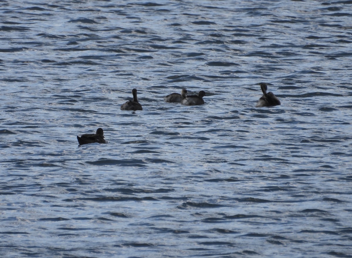 Hoary-headed Grebe - ML647400909