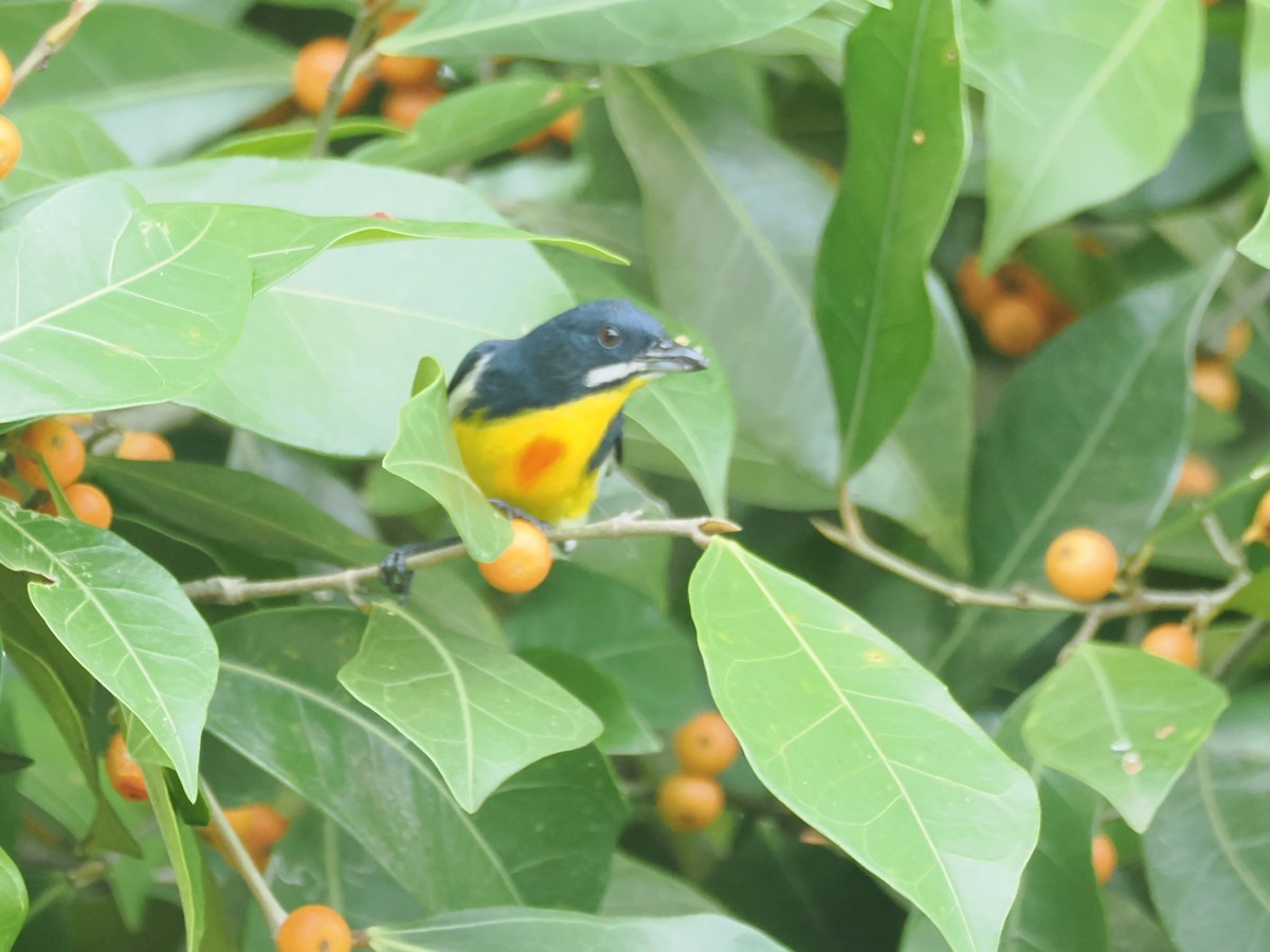 Palawan Flowerpecker - ML647400910