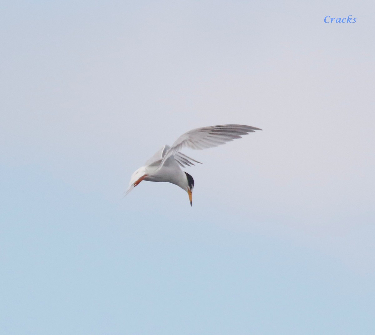 Little Tern - ML647400911