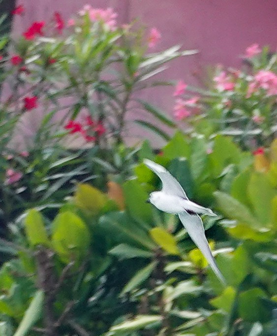 Whiskered Tern - ML647400913