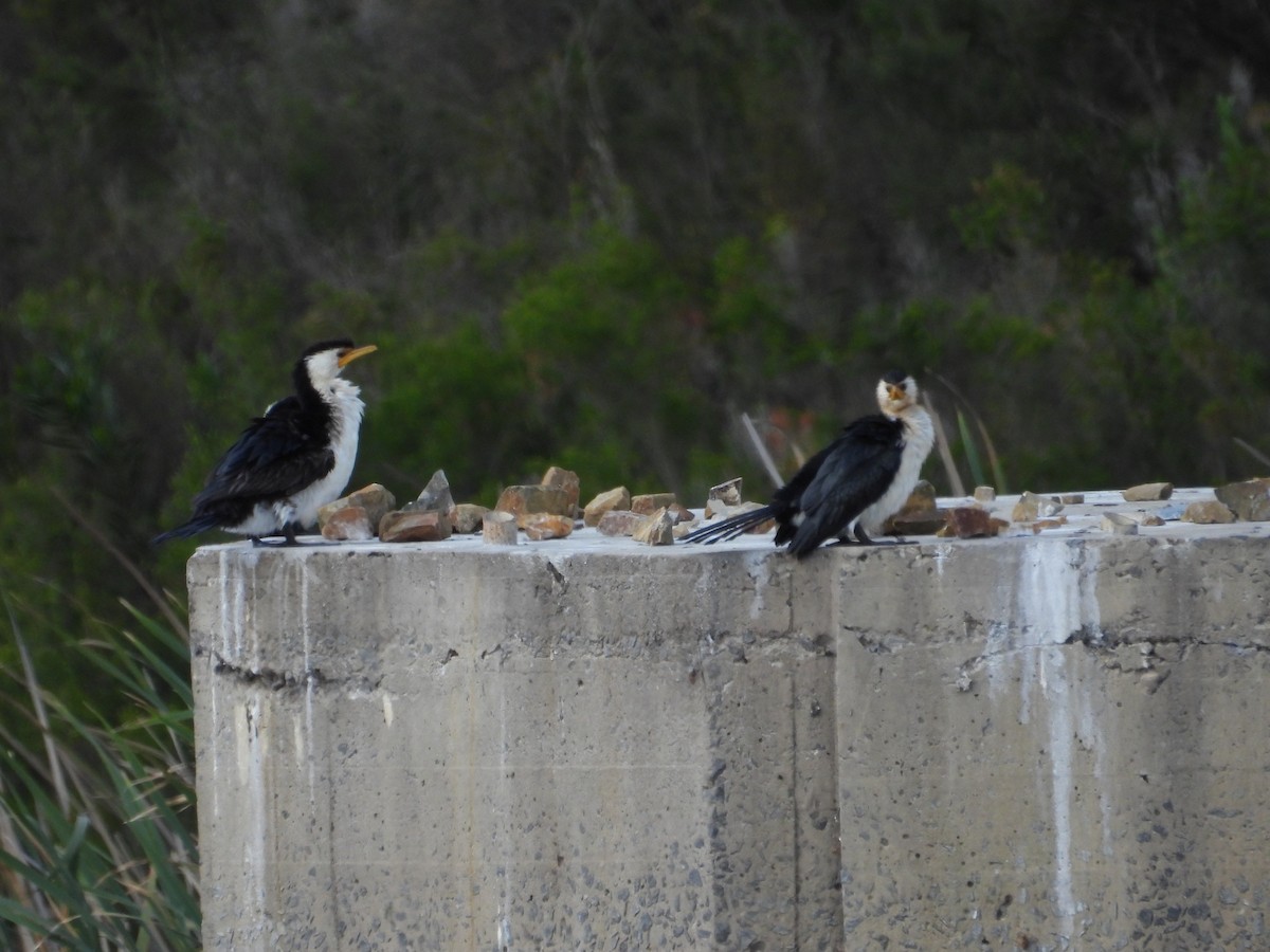 Little Pied Cormorant - ML647400914