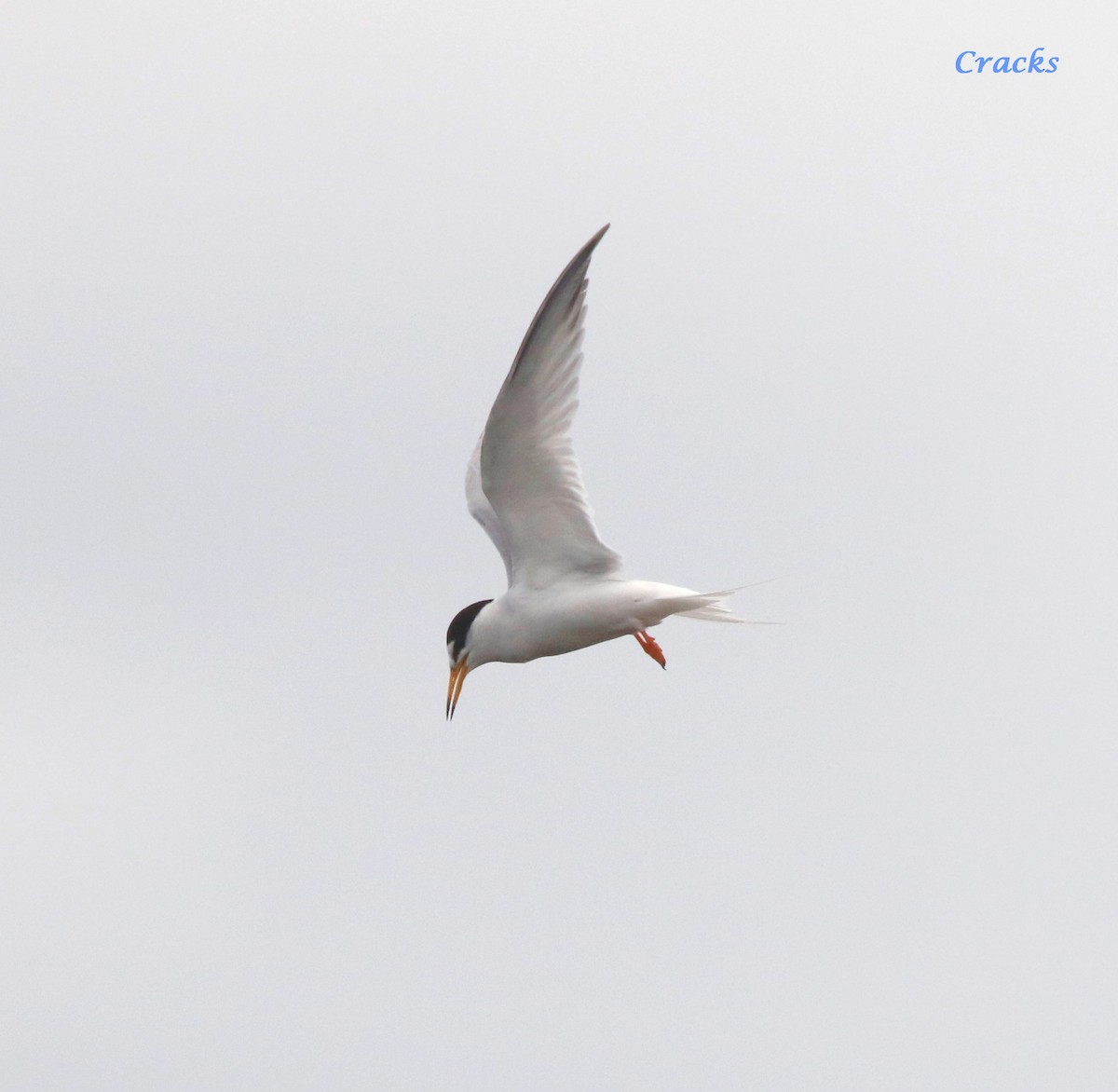 Little Tern - ML647400915