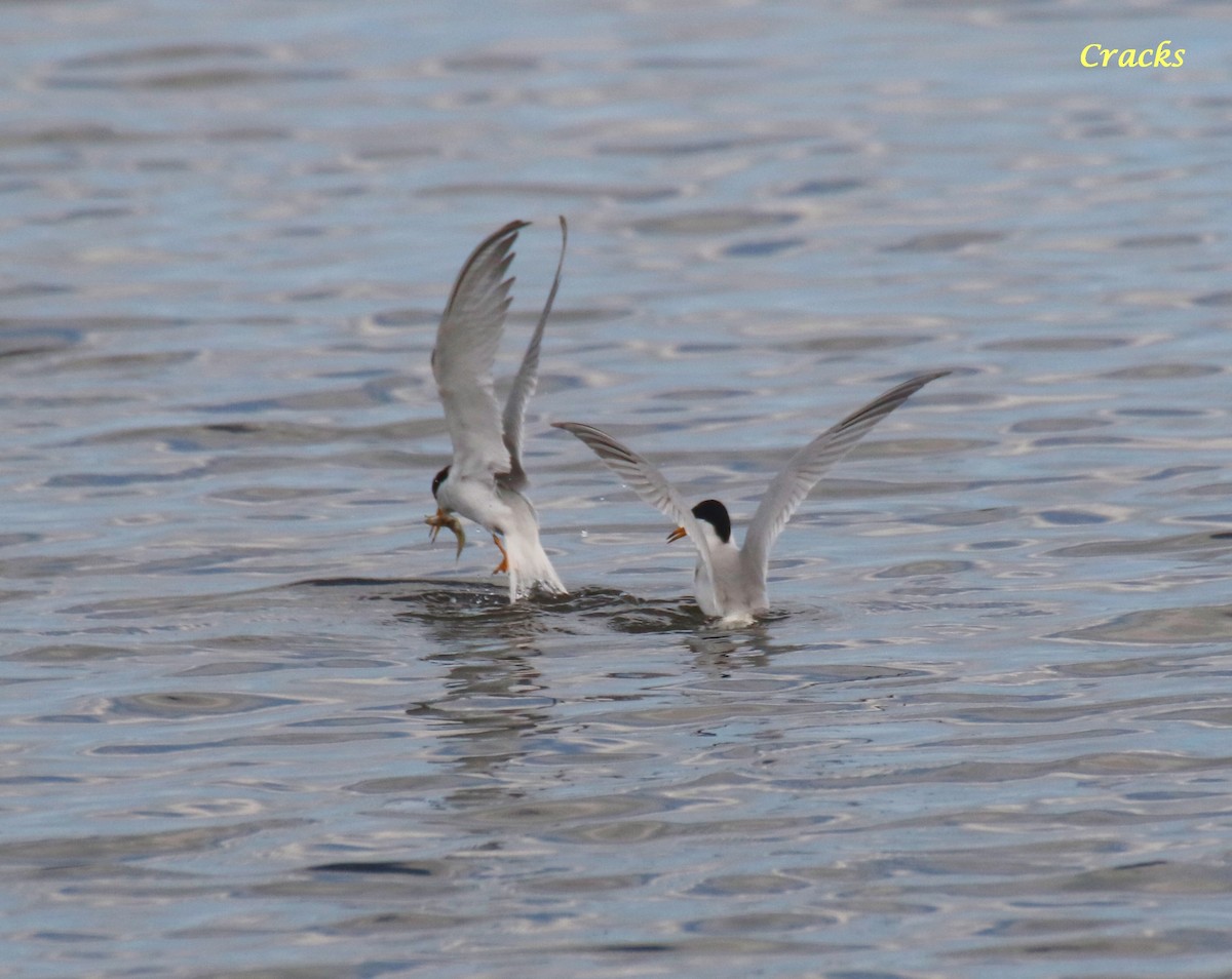 Little Tern - ML647400916