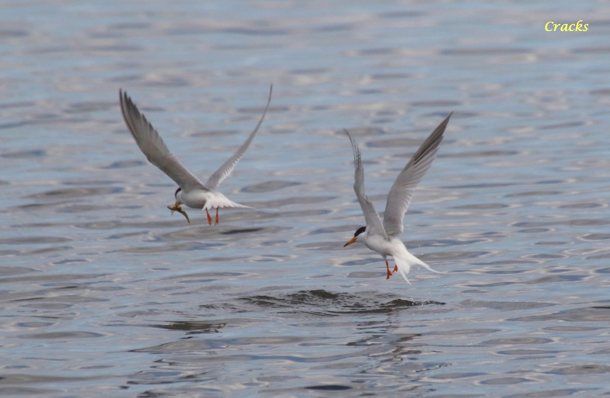 Little Tern - ML647400917
