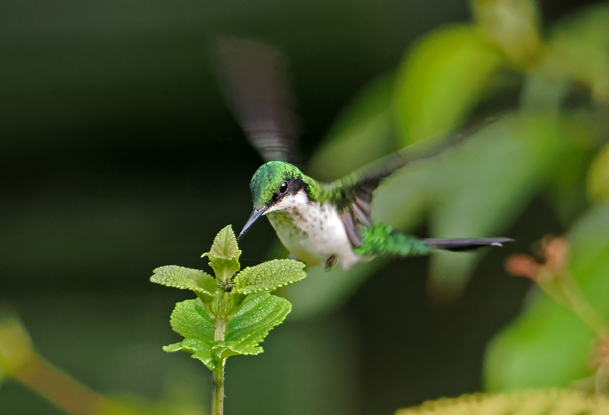 Black-eared Fairy - ML647400918