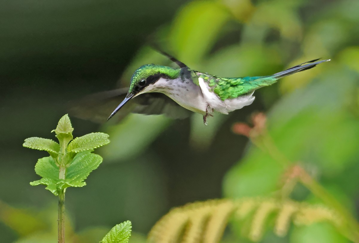 Black-eared Fairy - ML647400919