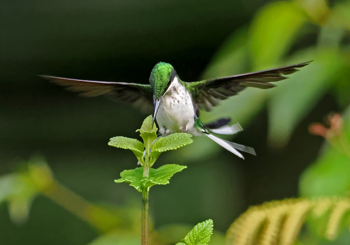 Black-eared Fairy - ML647400920