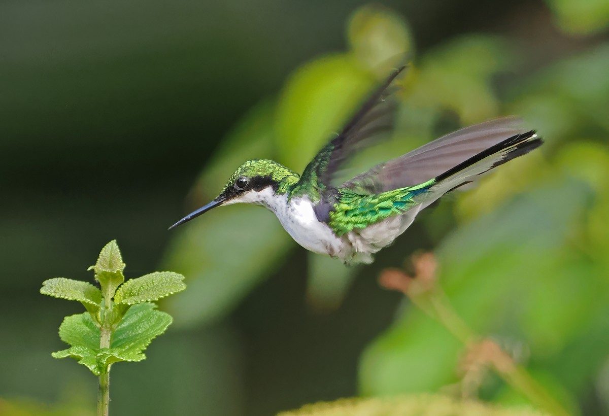 Black-eared Fairy - ML647400921