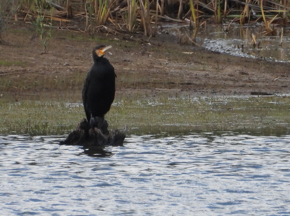 Great Cormorant - ML647400922