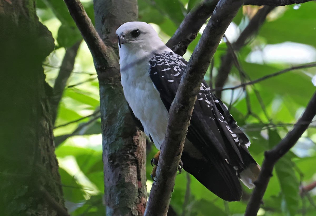 White Hawk - ML647400923