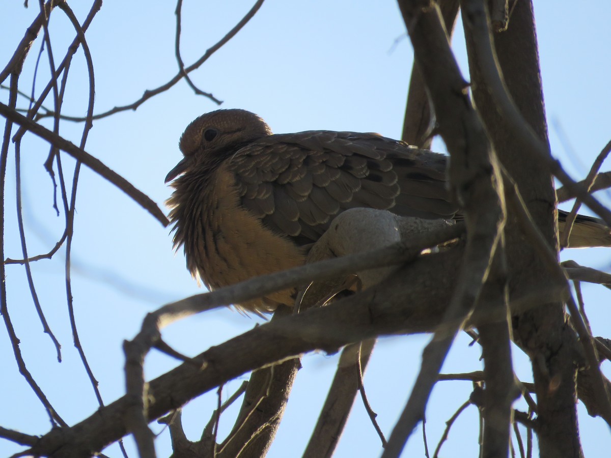 Eared Dove - ML647400924