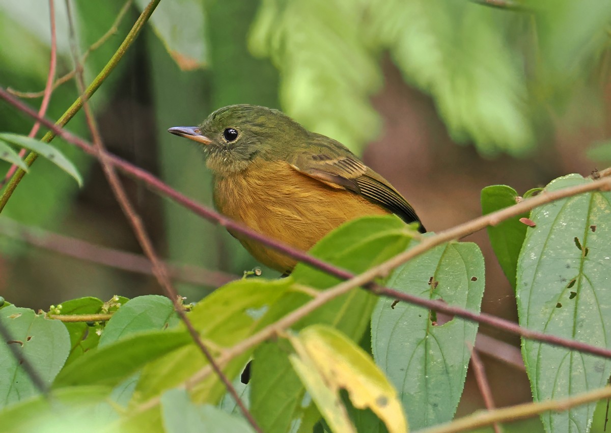 Ochre-bellied Flycatcher - ML647400926