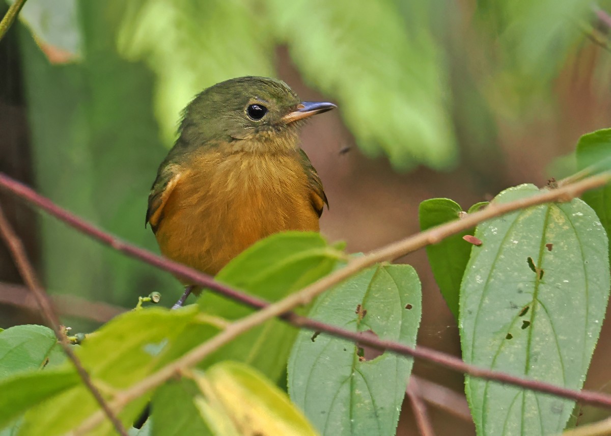 Ochre-bellied Flycatcher - ML647400927