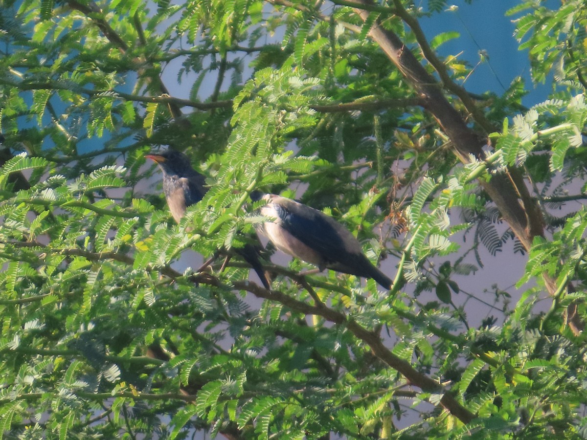 Rosy Starling - ML647400928