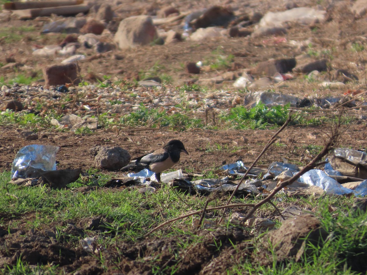 Rosy Starling - ML647400929