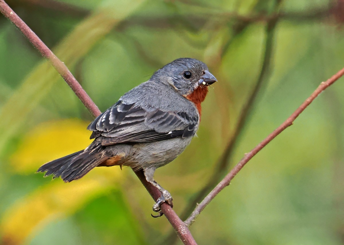 Chestnut-bellied Seedeater - ML647400930