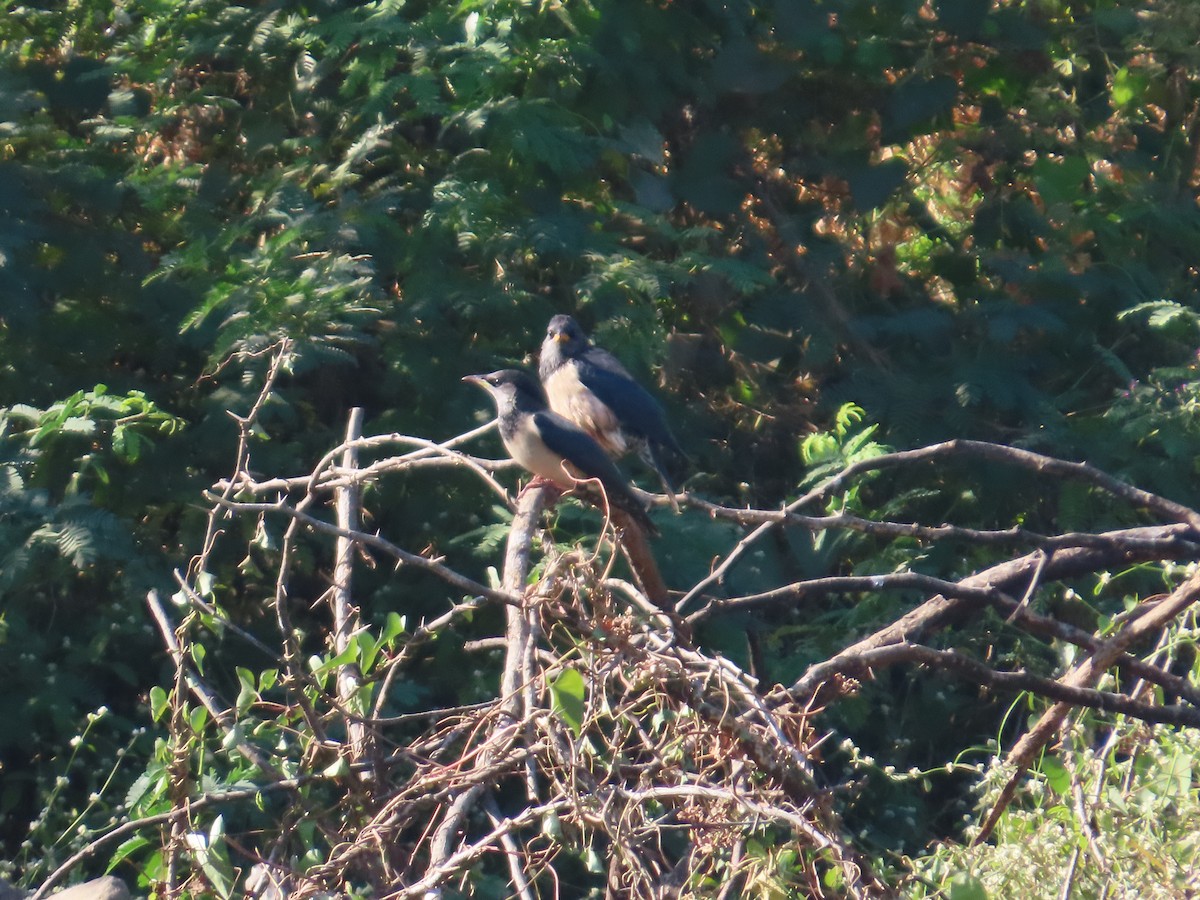 Rosy Starling - ML647400934