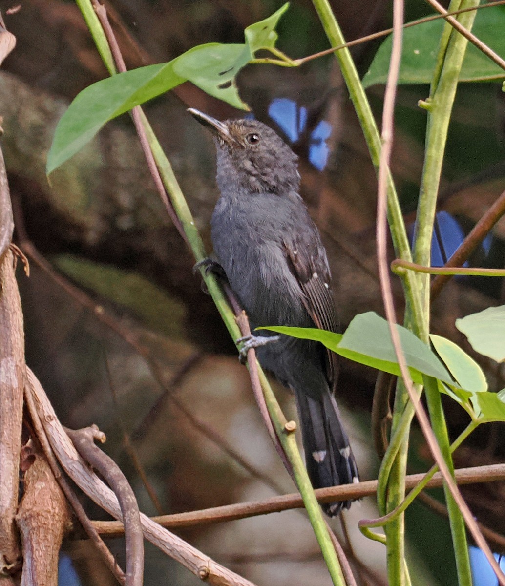 Gray Antbird - ML647400935