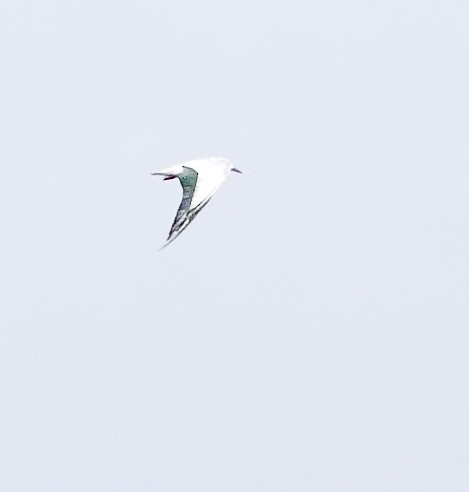 White-winged Tern - ML647400936