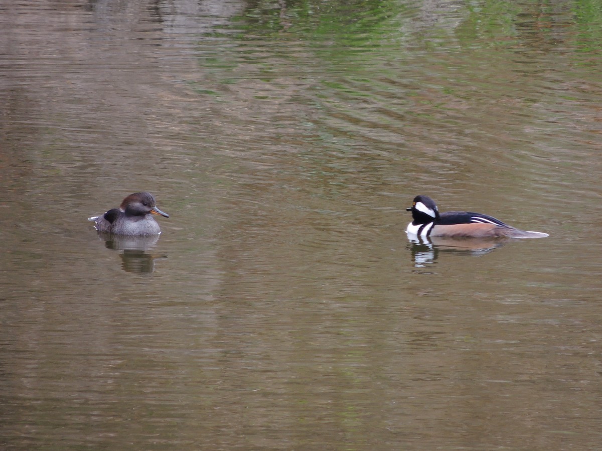 morčák chocholatý - ML647400941