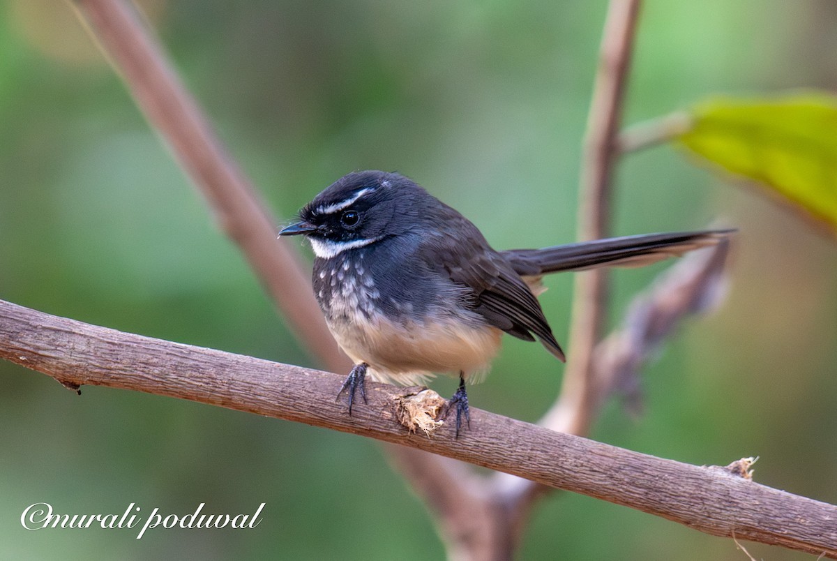 Spot-breasted Fantail - ML647400945