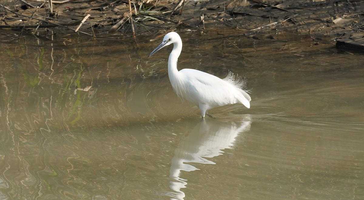 Little Egret (Western) - ML647400947