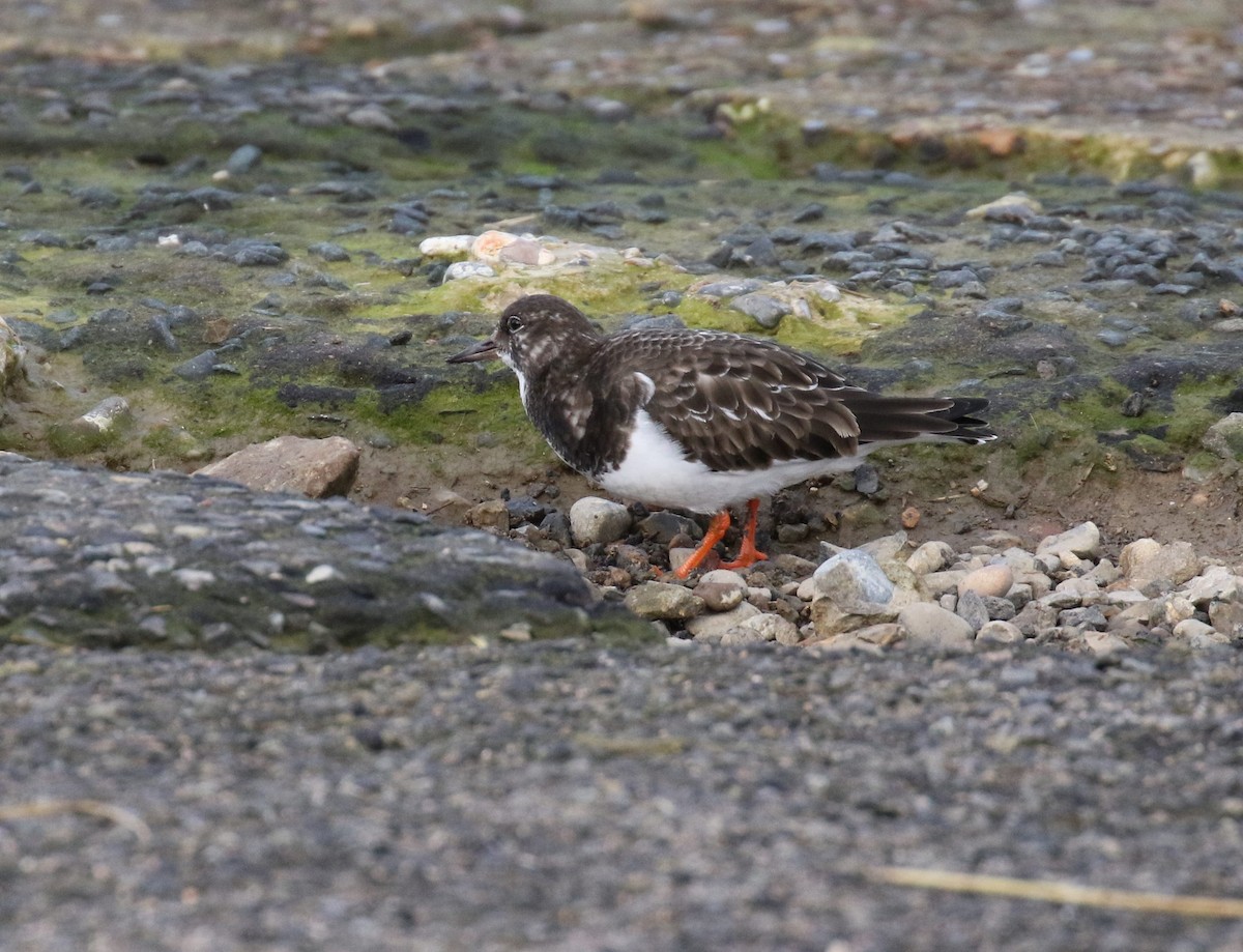 Ruddy Turnstone - ML647400948