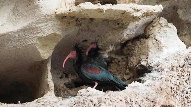 Northern Bald Ibis - ML647400949
