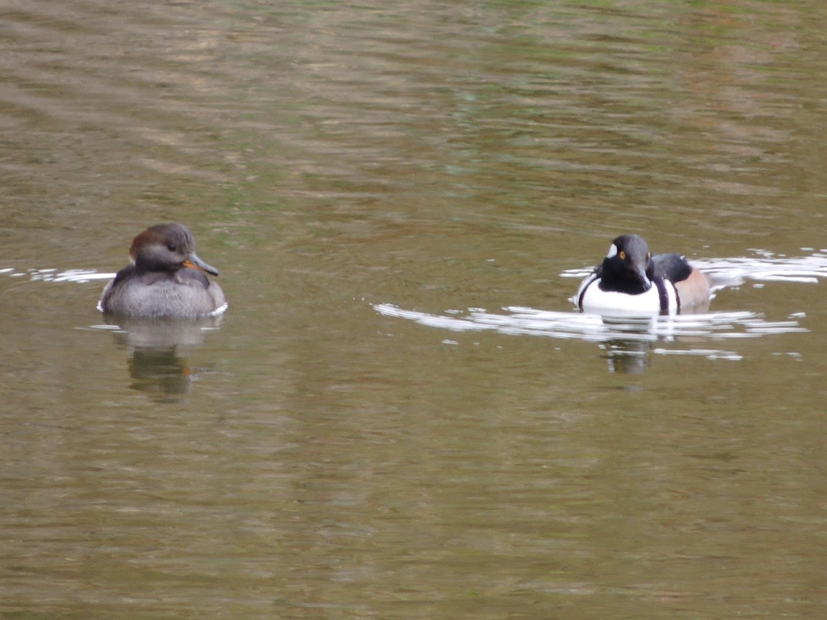 Hooded Merganser - ML647400950