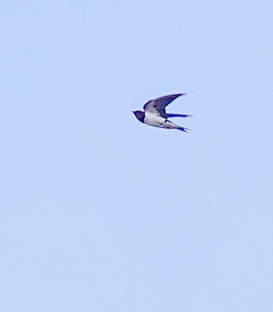 Barn Swallow (White-bellied) - ML647400951
