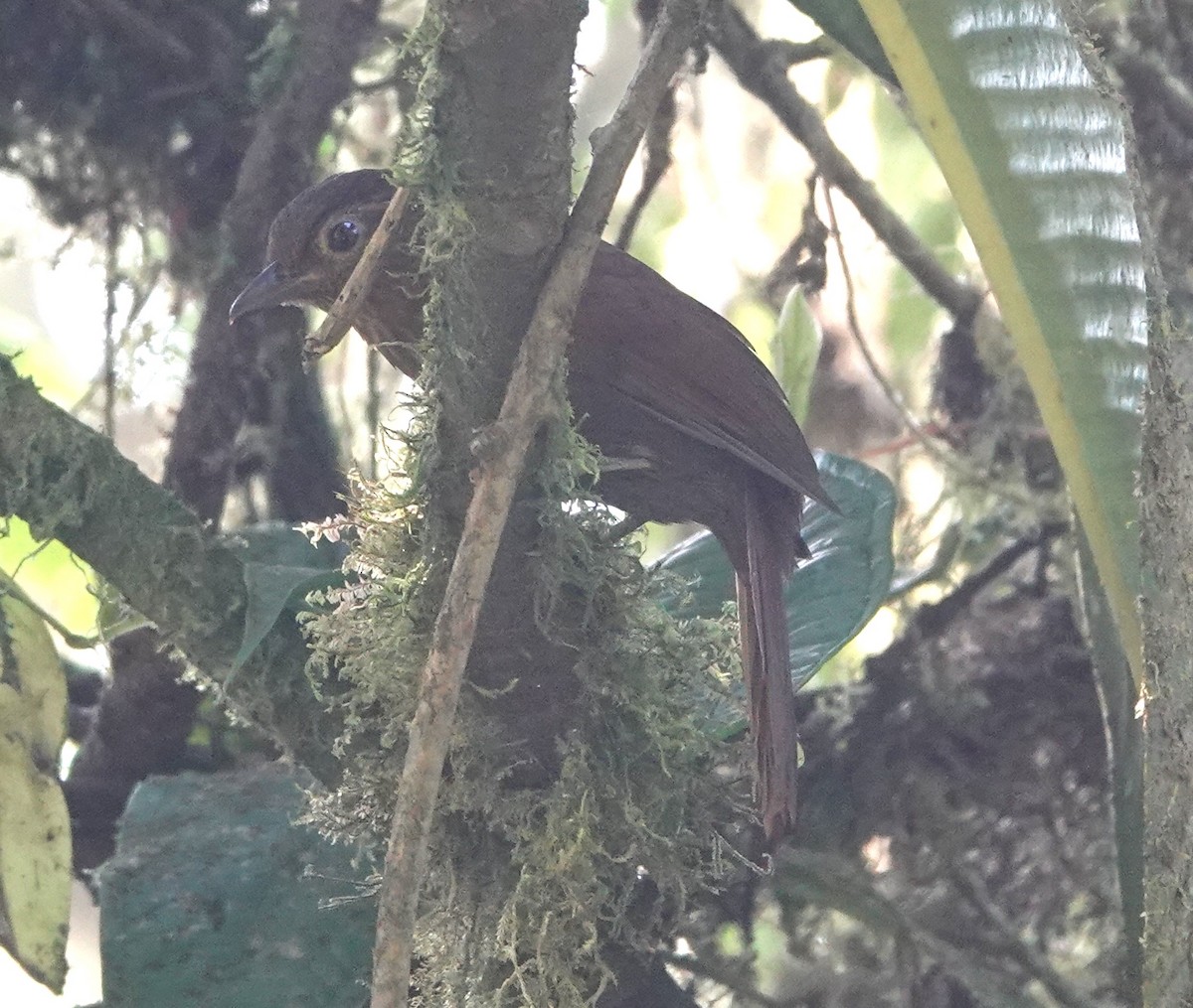 Uniform Treehunter - ML647400952