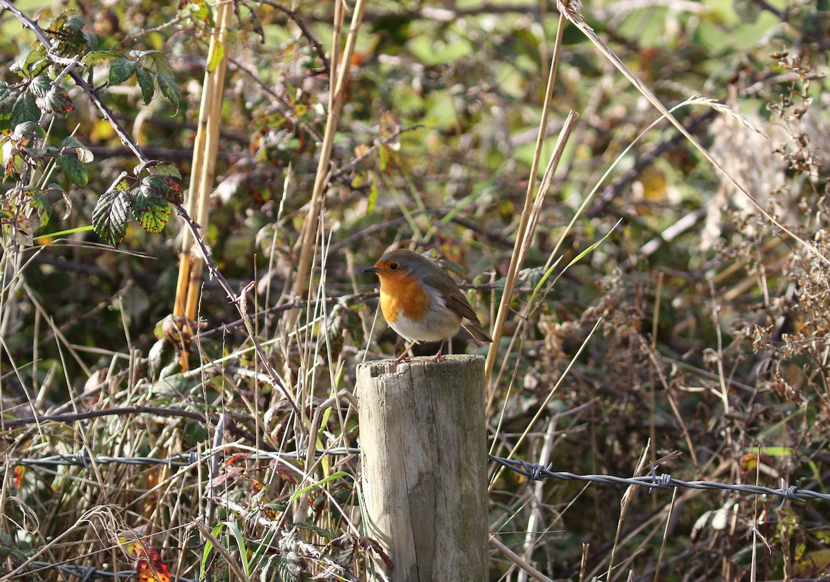 European Robin - ML647400953