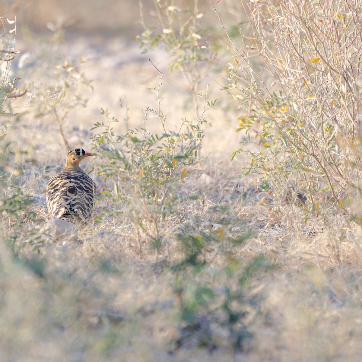 Painted Sandgrouse - ML647400954