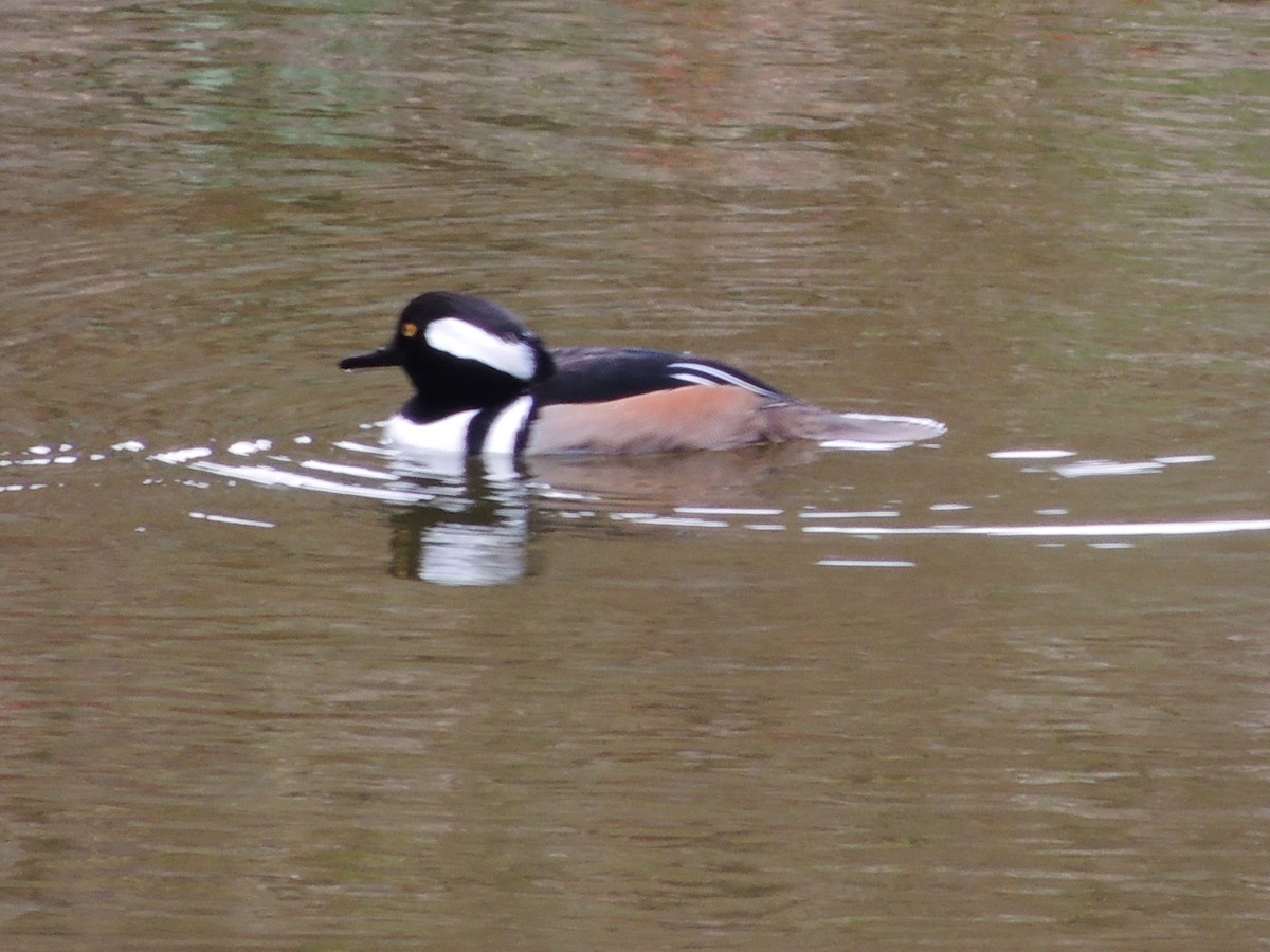 Hooded Merganser - ML647400955