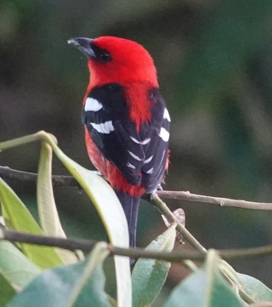 White-winged Tanager - ML647400956