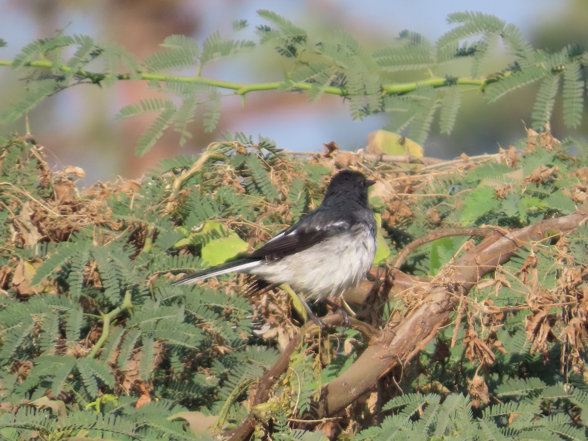 Oriental Magpie-Robin - ML647400958