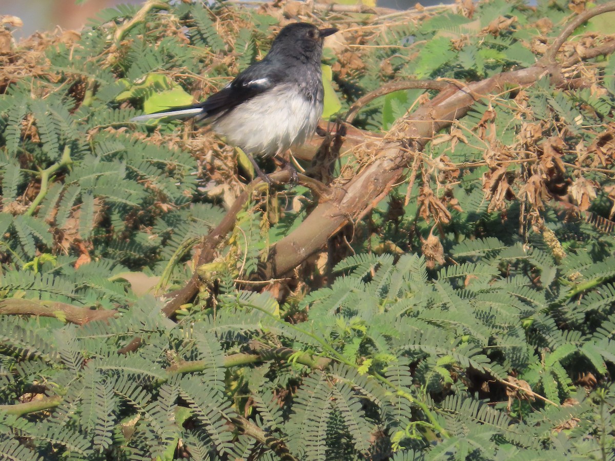 Oriental Magpie-Robin - ML647400959