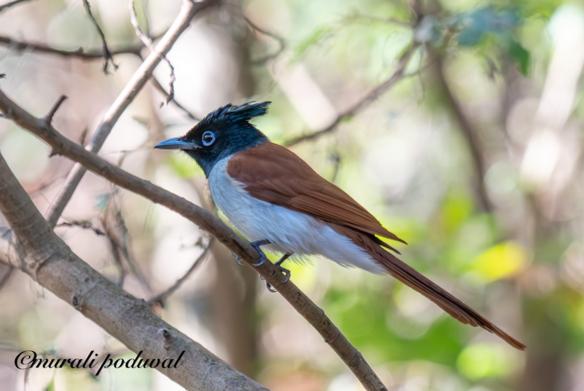 Indian Paradise-Flycatcher - ML647400962