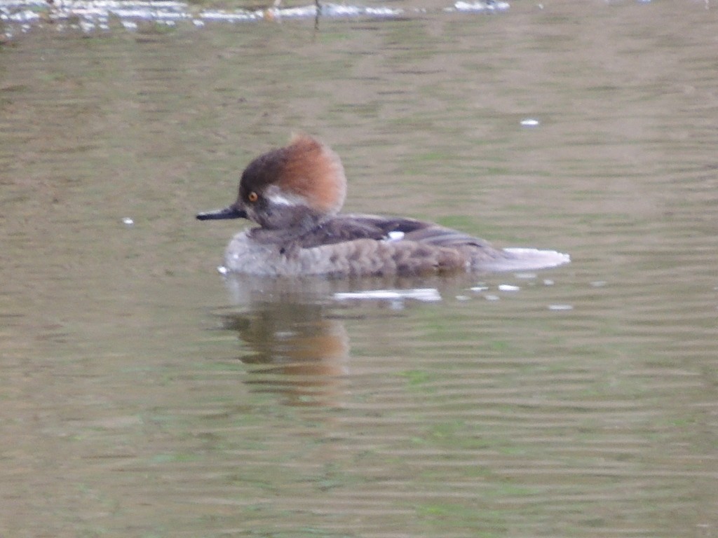 Hooded Merganser - ML647400963