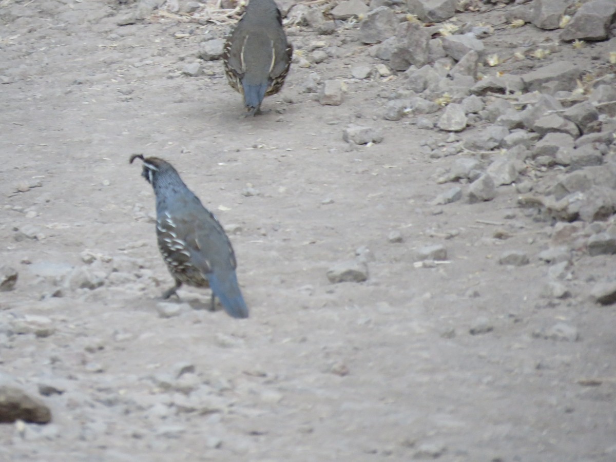 California Quail - ML647400964