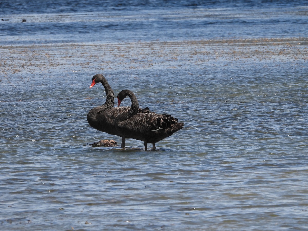 Black Swan - ML647400965