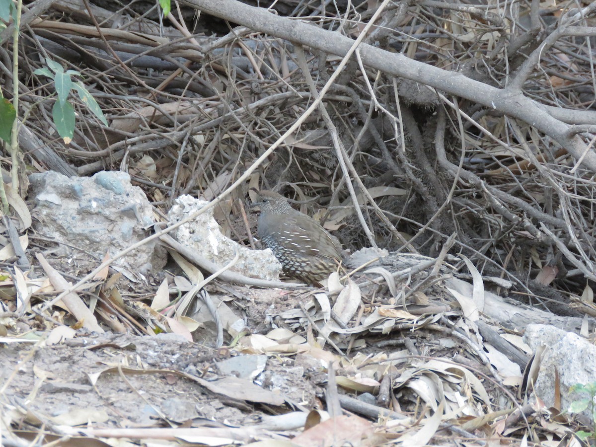 California Quail - ML647400966