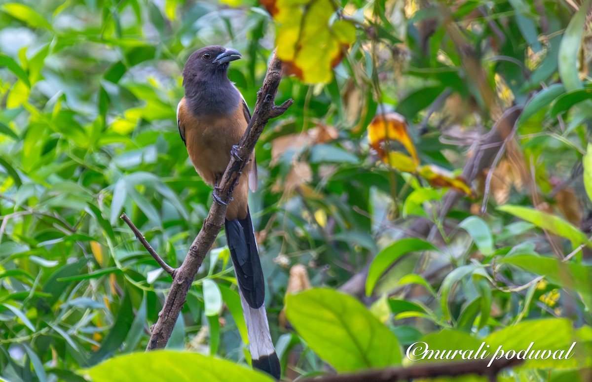 Rufous Treepie - ML647400968