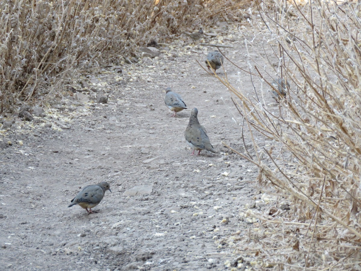 Eared Dove - ML647400969