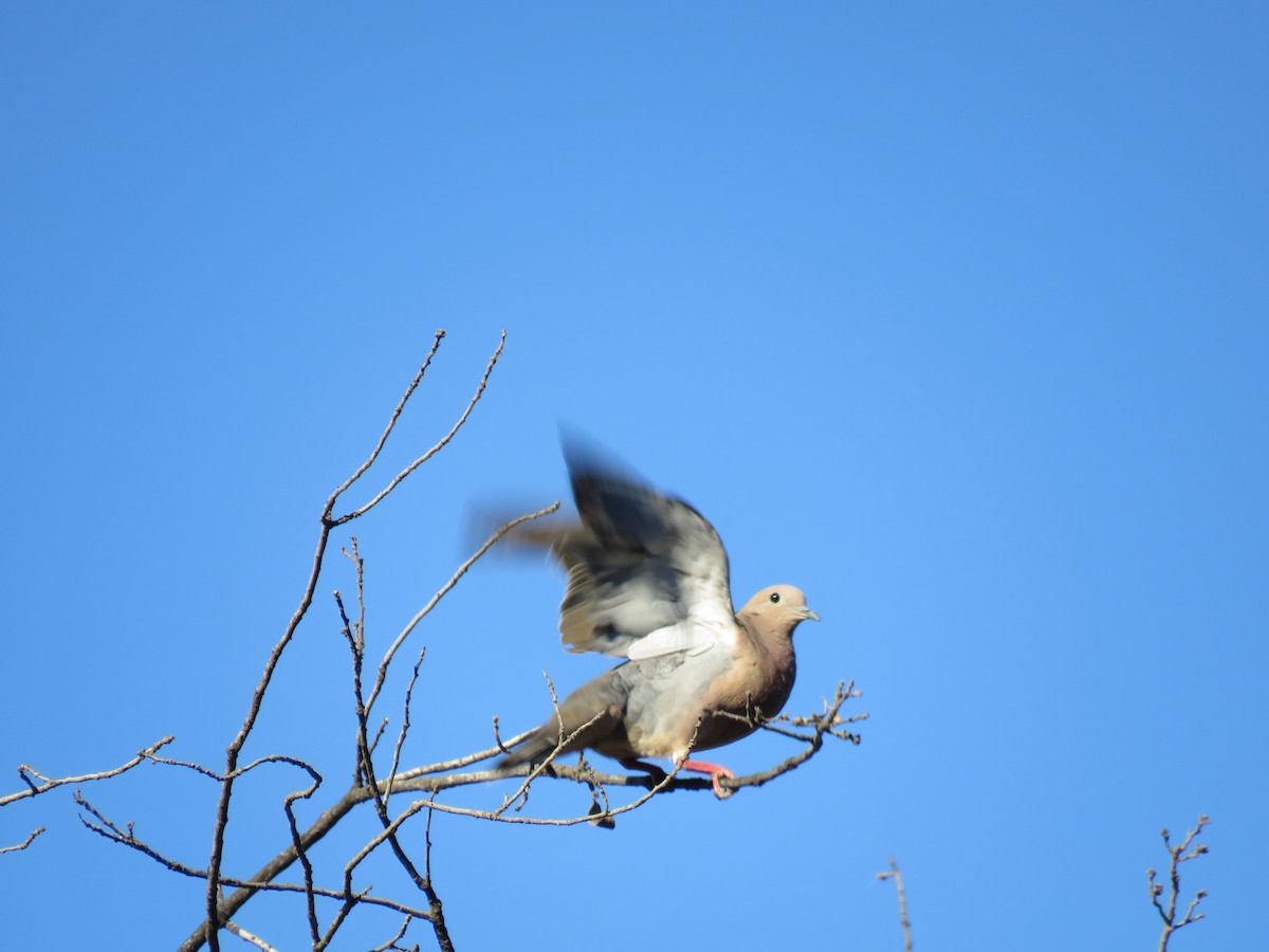 Eared Dove - ML647400970