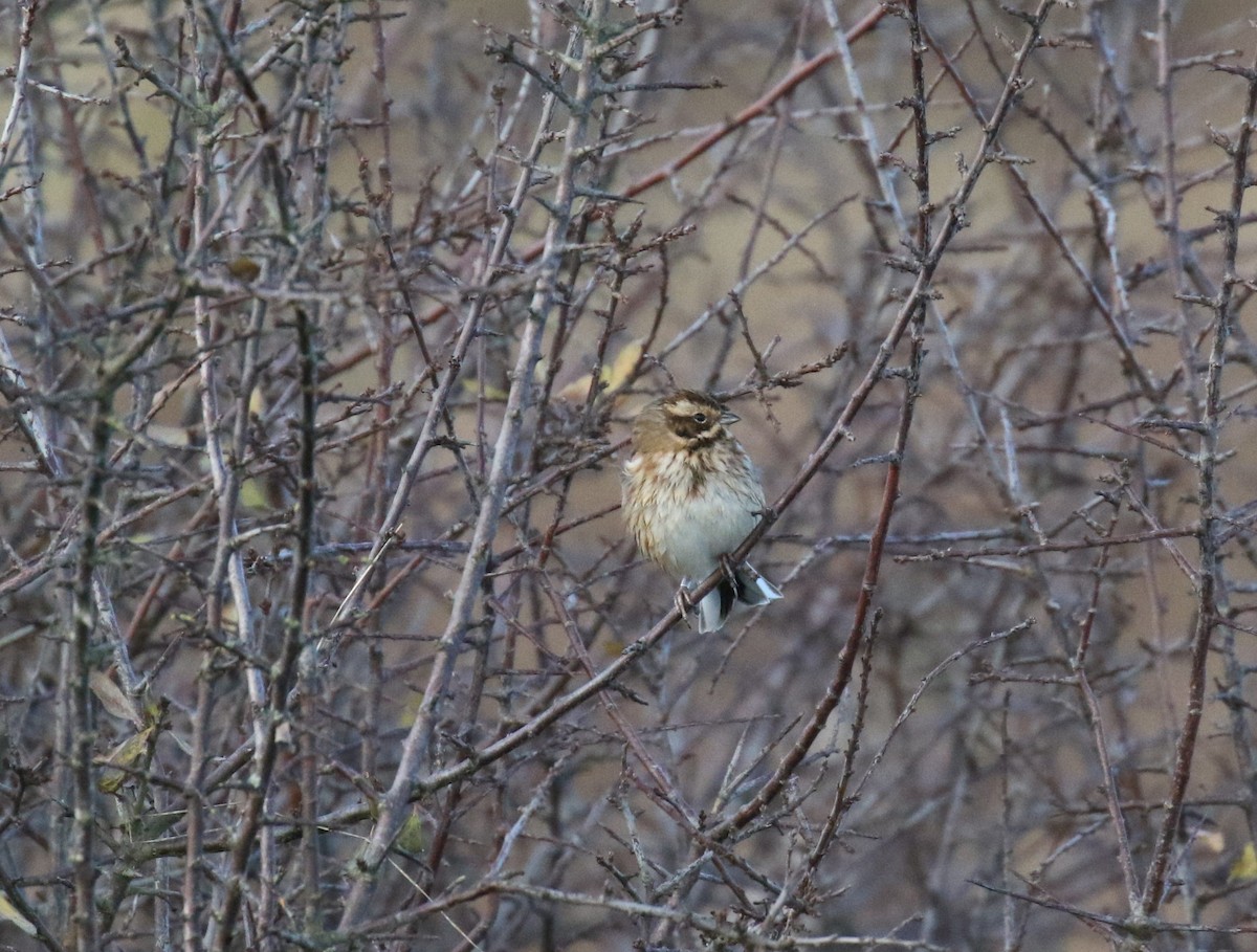 Reed Bunting - ML647400973